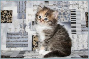 Female Siberian Kitten from Deedlebug Siberians